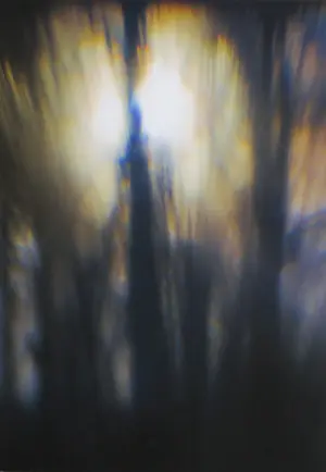 Hans van Ommeren - Set van twee foto's op dibond, Lichtspel in bos kopen? Bied vanaf 100!