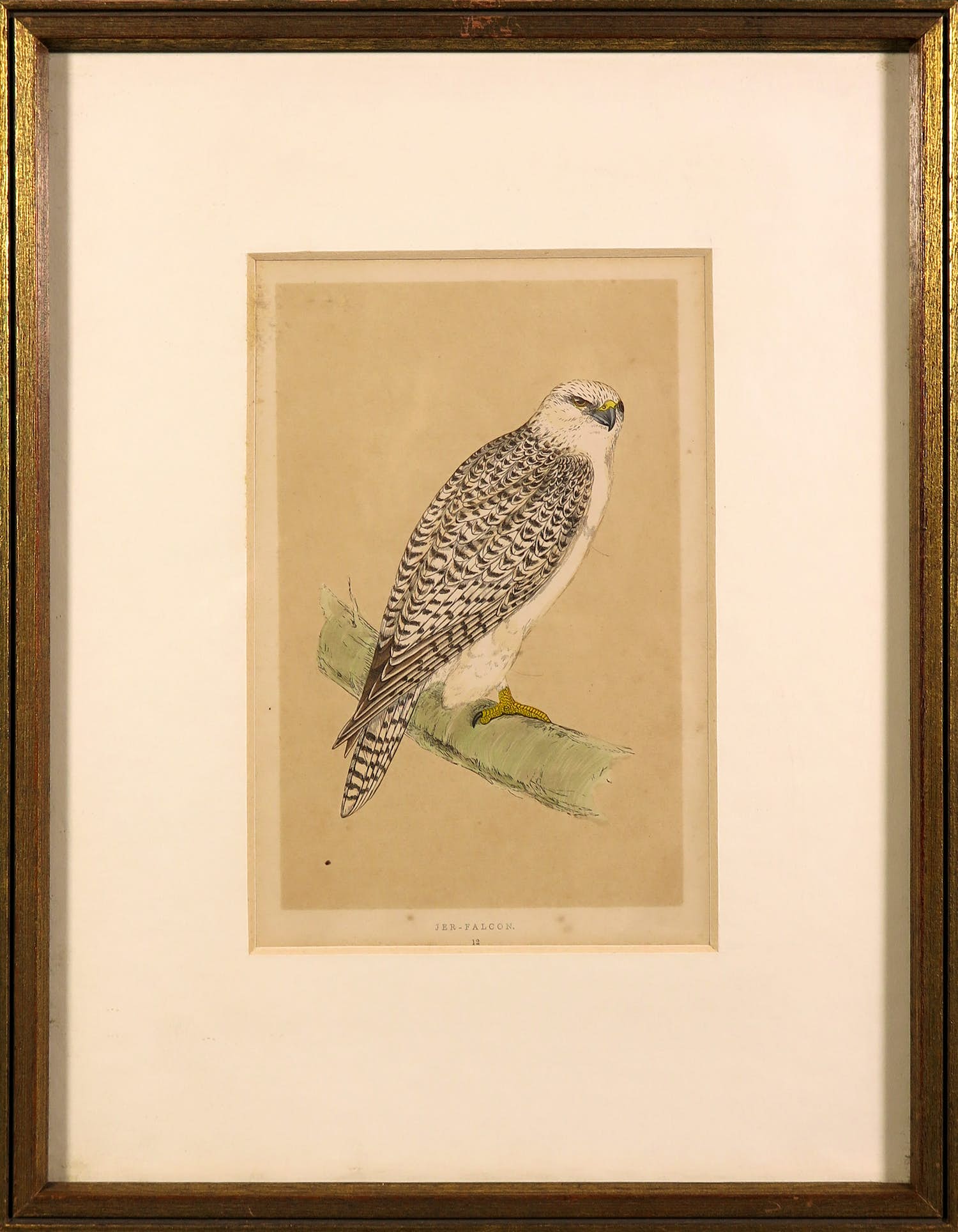 Alexander Francis Lydon - Handgekleurde gravure uit The History of British Birds, Jer-Falcon verkocht voor € 1!