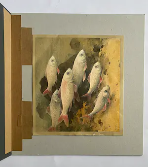 Jan Voerman - Goudwindes en Braziliaanse Maanvissen kopen? Bied vanaf 1!