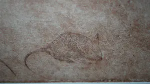 Paula Sluiter - Uil op muizenjacht - grote ets - oplage 50 kopen? Bied vanaf 125!