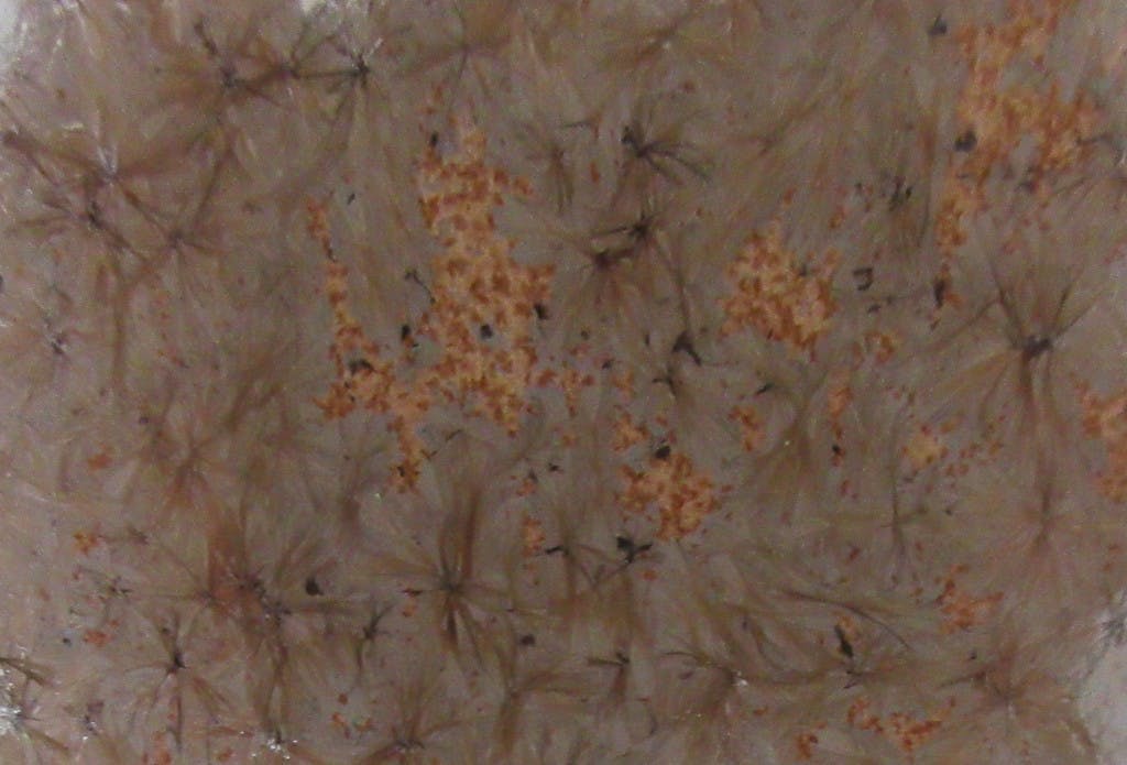 Niet of onleesbaar gesigneerd - Art deco aardewerken kristalline vaas kopen? Bied vanaf 1!