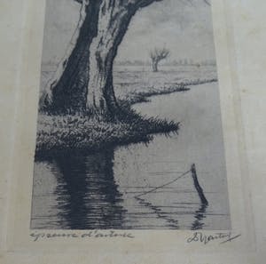 Dirk Harting - Knotwilg aan het water kopen? Bied vanaf 30!