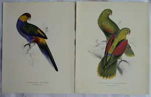 Edward Lear - Portfolio met 12 prenten van Papegaaien en Parkieten - 1990 kopen? Bied vanaf 10!