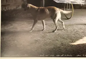 Panamarenko - Raven's variable matrix kopen? Bied vanaf 75!