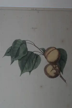 Johann Hermann Knoop - Apricoos (Abrikoos) kopen? Bied vanaf 40!