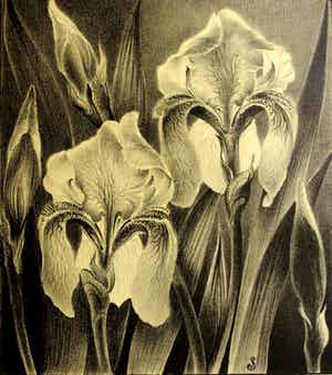 Jan Schonk - Z.t. (Irissen) verkocht voor € 40!