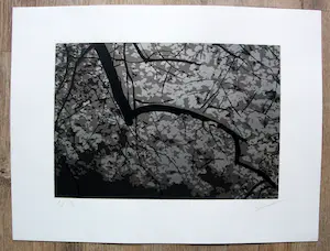 Jan Hendrix - Zeefdruk: bomen kopen? Bied vanaf 55!