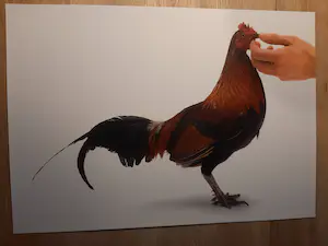 Koen Vanmechelen - Louisiana - inclusief map kopen? Bied vanaf 700!