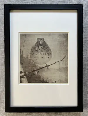 Jan Mankes - Originele Heliogravure - Lijster op Tak 1923 kopen? Bied vanaf 165!