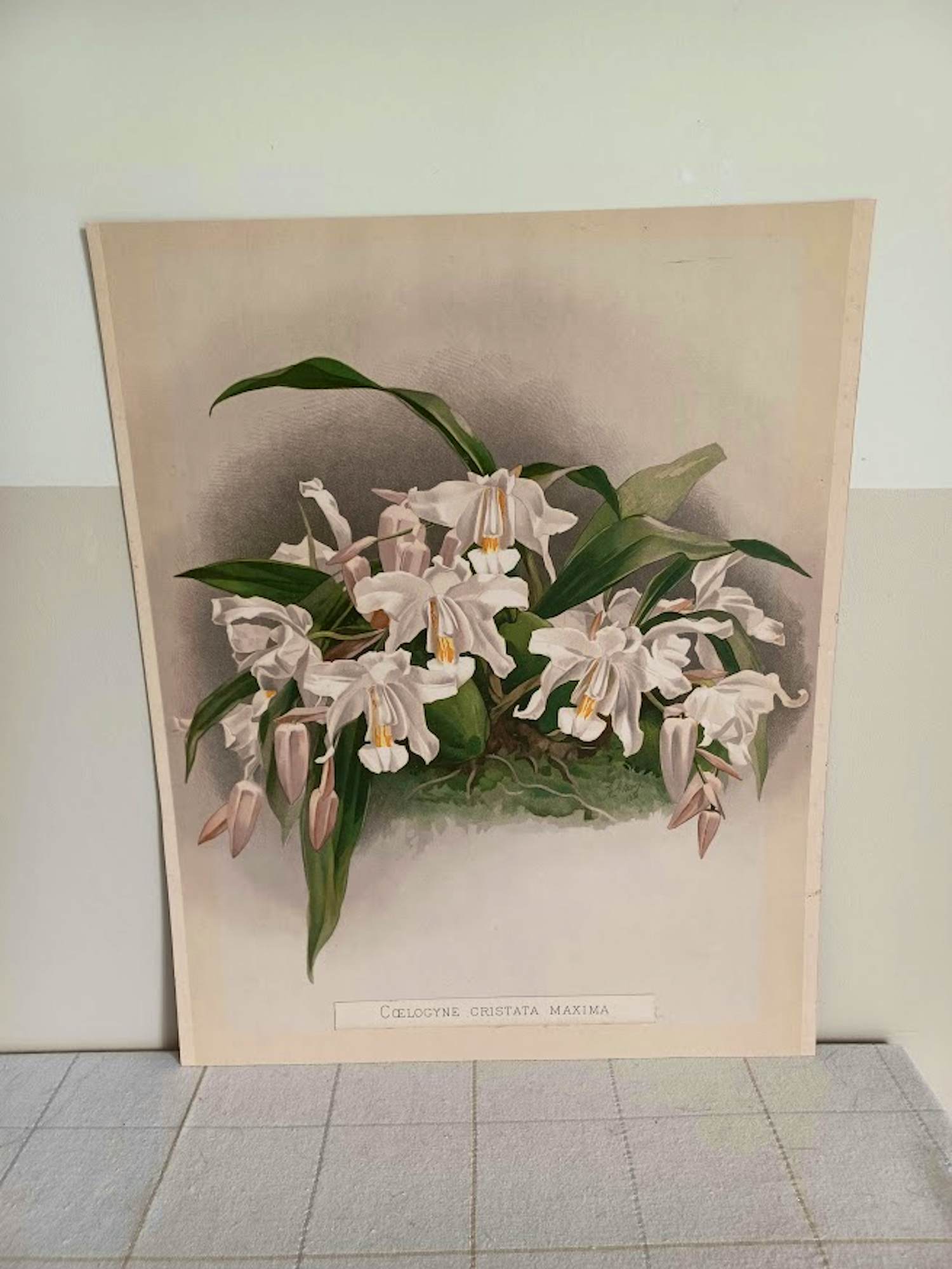 Henry George Moon - Originele Chromolithografie ‘Reichenbachia’ 1888 kopen? Bied vanaf 85!