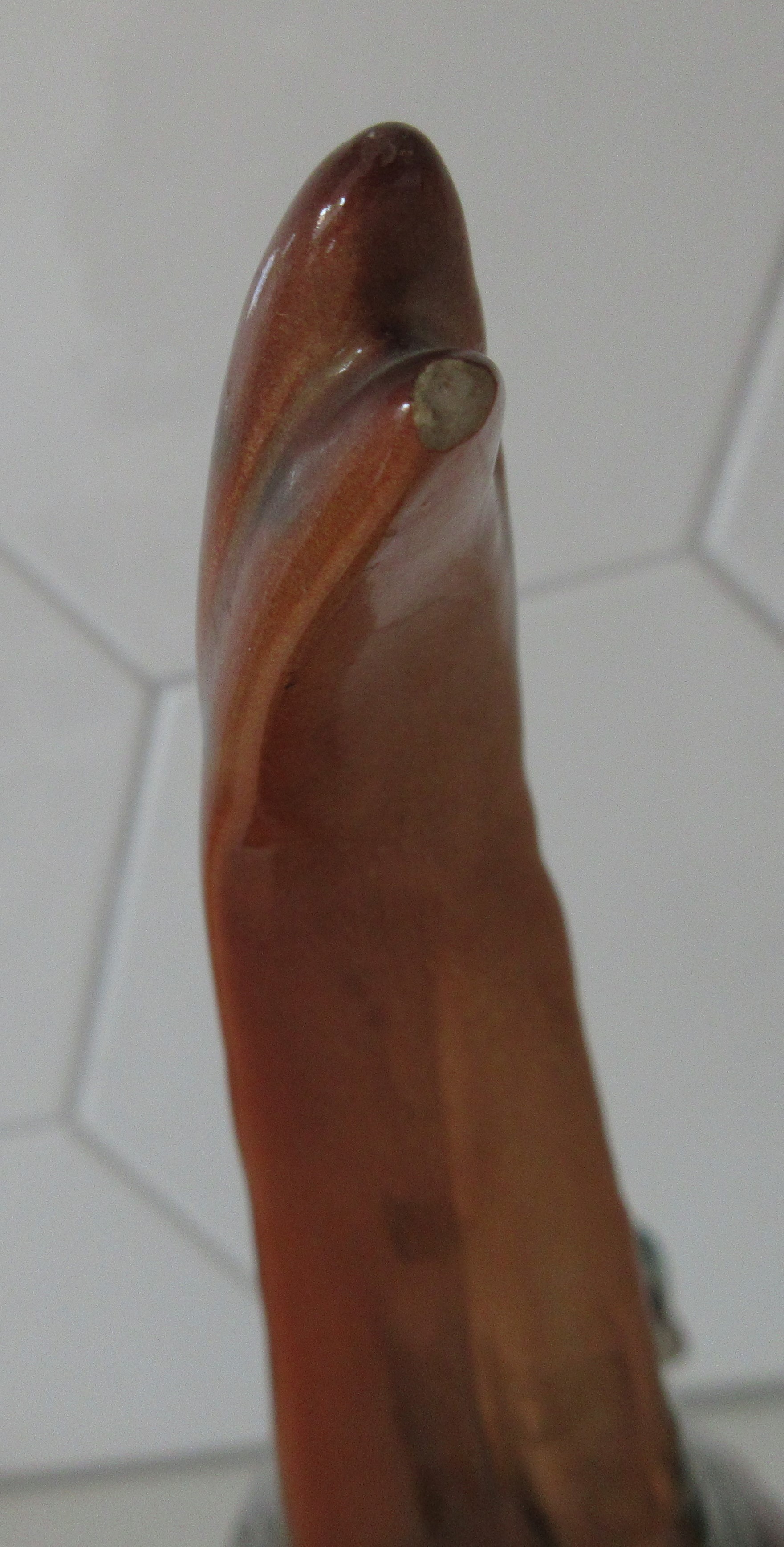 Niet of onleesbaar gesigneerd - Art deco aardewerken plastiek van een fazant kopen? Bied vanaf 1!