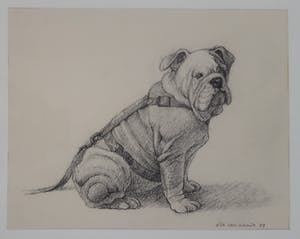 Ella van Schaik - Bulldog kopen? Bied vanaf 20!