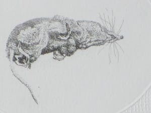 Gerard van Rooy - Spitsmuisjes - Ets met reliëfdruk kopen? Bied vanaf 65!