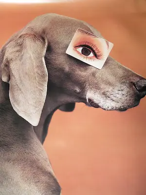 Niet of onleesbaar gesigneerd - William Wegman kopen? Bied vanaf 1!