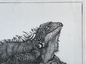 Theo van Hoytema - Leguaan, zittend op een steen in het water kopen? Bied vanaf 40!