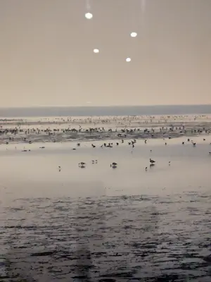 Dicky Brand - AMELAND kopen? Bied vanaf 20!