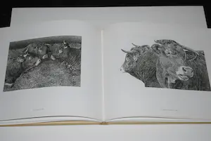 Han van Hagen - Ets 2 koeien - 2000 - oplage 200 - incl boekwerk hardcover kopen? Bied vanaf 100!