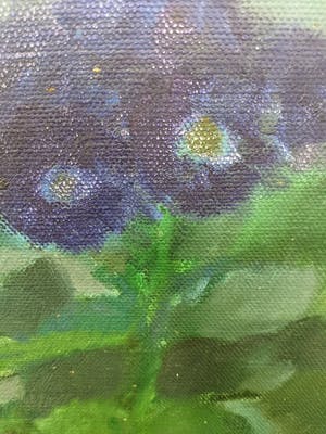 Nico van Bekkum - Gineraria's kopen? Bied vanaf 10!