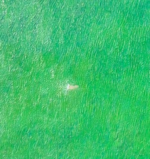 Aat Verhoog - Olieverf op doek, Gazon - Ingelijst (Groot) kopen? Bied vanaf 1!