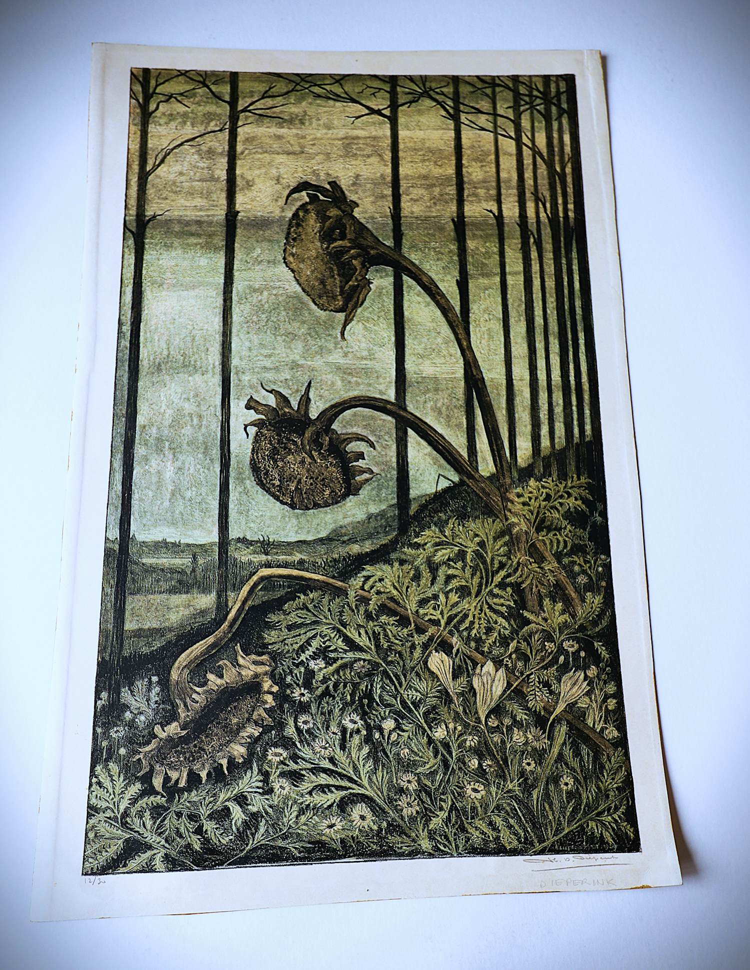 Herman Bernard Dieperink Jzn - fraai gedetailleerde kleuren - litho - Zonnebloemen - bep. oplage (70) kopen? Bied vanaf 35!