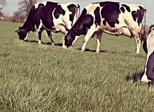 Mr. Strange - Toutes les vaches ne broutent pas ! kopen? Bied vanaf 50!