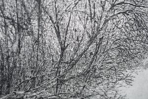 Charles Donker - 4e staat, proefdruk: Struiken en stammen in sneeuwlandschap kopen? Bied vanaf 395!