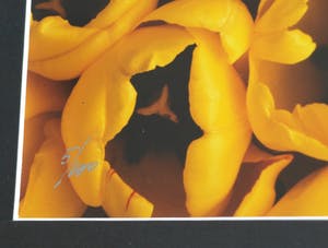 Paul Huf - Foto , Flowers : Gele Tulpen – gesigneerd & ingelijst - 1984 kopen? Bied vanaf 1!