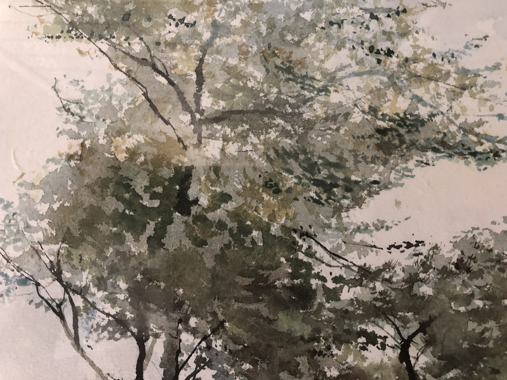 Edwin Brandt - Berkenbomen kopen? Bied vanaf 30!