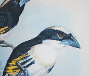 Johannes Gerardus Keulemans - kleurenlitho uit 1870 - Spechtvogels ♀+♂ kopen? Bied vanaf 45!