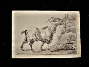 Niet of onleesbaar gesigneerd - Magnifieke 19e eeuwse tekening "Schapenbok" gesigneerd kopen? Bied vanaf 1!
