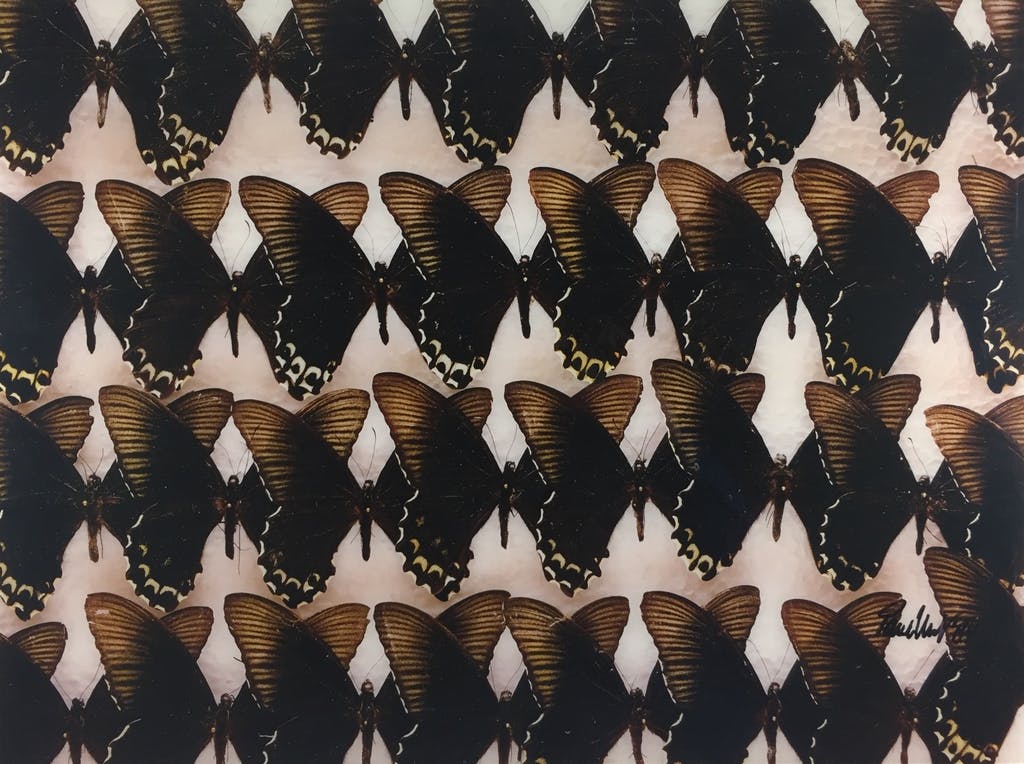 Paul Huf - Paul Huf, foto, 'Indo-Australian Papilionidae', 1984 kopen? Bied vanaf 649!