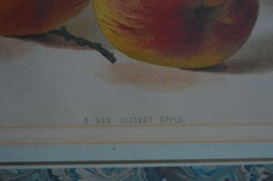 Niet of onleesbaar gesigneerd - A new dessert apple. Lithografie. kopen? Bied vanaf 1!