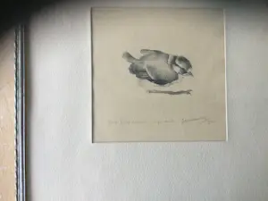 Jan Wittenberg - Jonge Pimpelmees kopen? Bied vanaf 150!