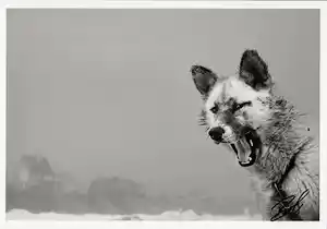 Ragnar Axelsson - Fotografie, signiert vendu pour 210€ !