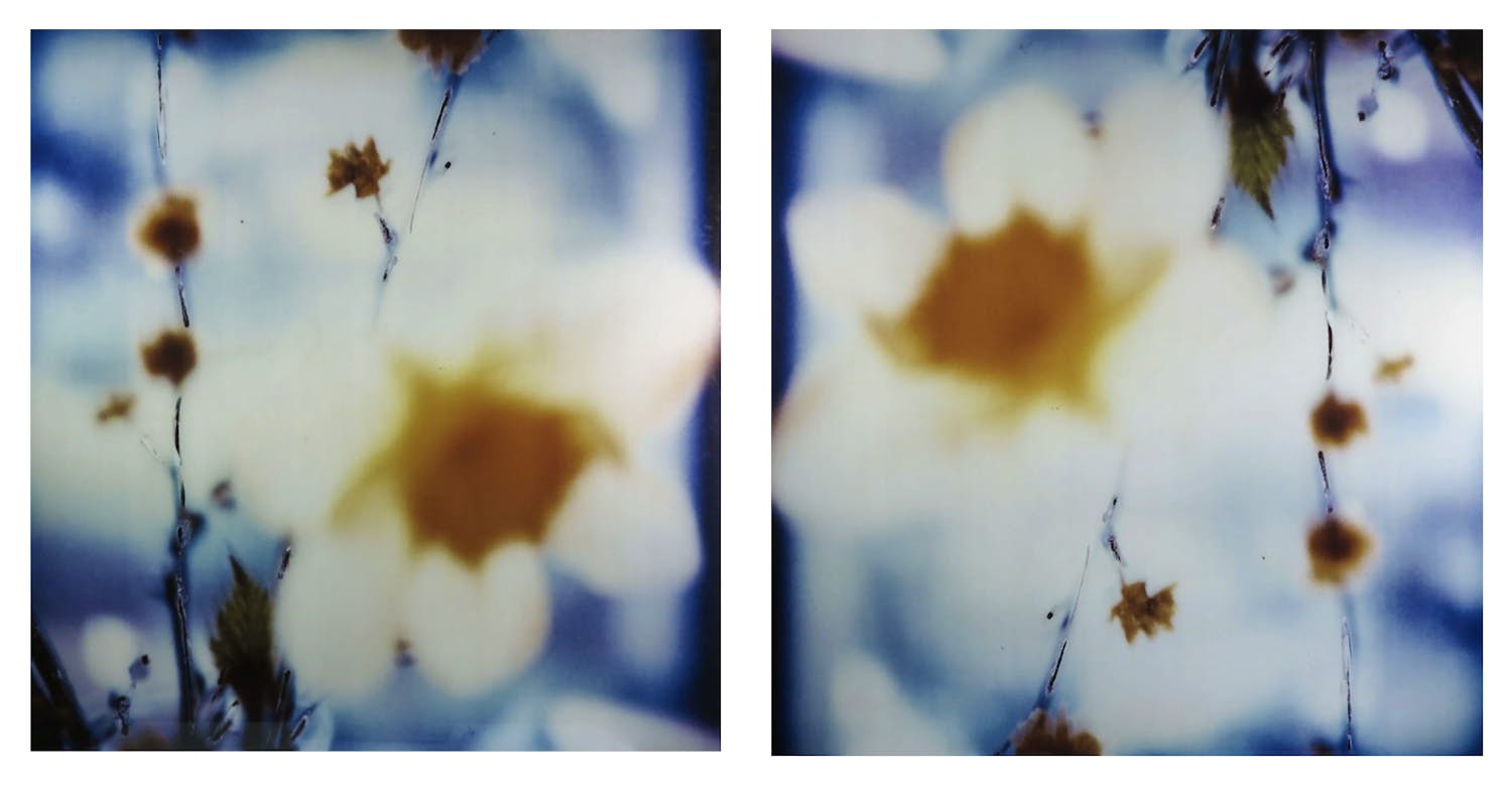 Koen Blanckaert - Set van twee foto's op dibond, Paaslelies (Groot) kopen? Bied vanaf 100!