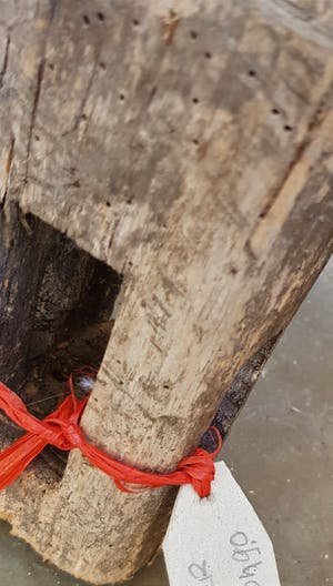 Congo - hout beeld kopen? Bied vanaf 25!