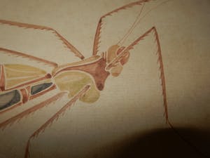 Walter Spies - insect kopen? Bied vanaf 170!