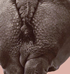 Mr. Strange - HIPPOPOTOMUS kopen? Bied vanaf 55!