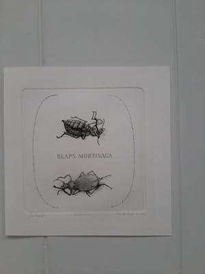 Gerard van Rooy - Keldertor kopen? Bied vanaf 75!