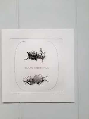 Gerard van Rooy - Keldertor verkocht voor € 75!