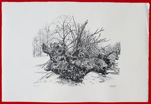 Patrick Creyghton - Knoestige boomstronk, litho kopen? Bied vanaf 50!