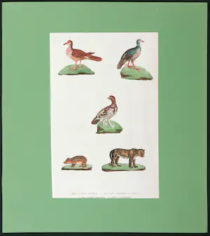 Harrison & Co. - Lot van twee handgekleurde gravures, Vogels, vissen en zoogdieren kopen? Bied vanaf 1!