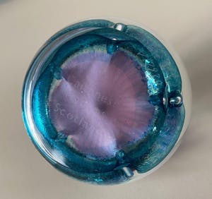 Niet of onleesbaar gesigneerd - Caithness Schotland - Glazen presse papier Petunias kopen? Bied vanaf 1!