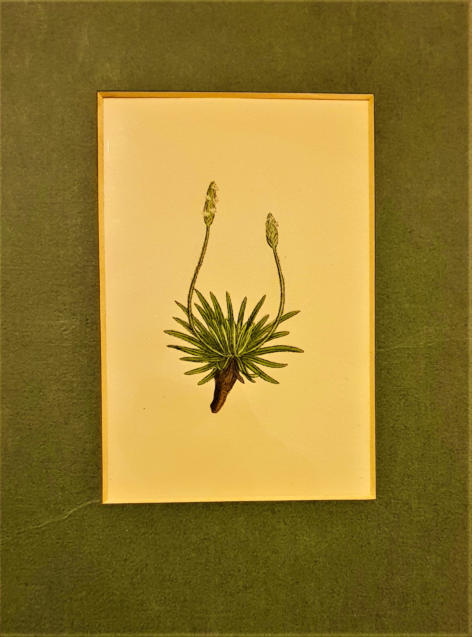 Niet of onleesbaar gesigneerd - plantago maritima hirsuta kopen? Bied vanaf 1!