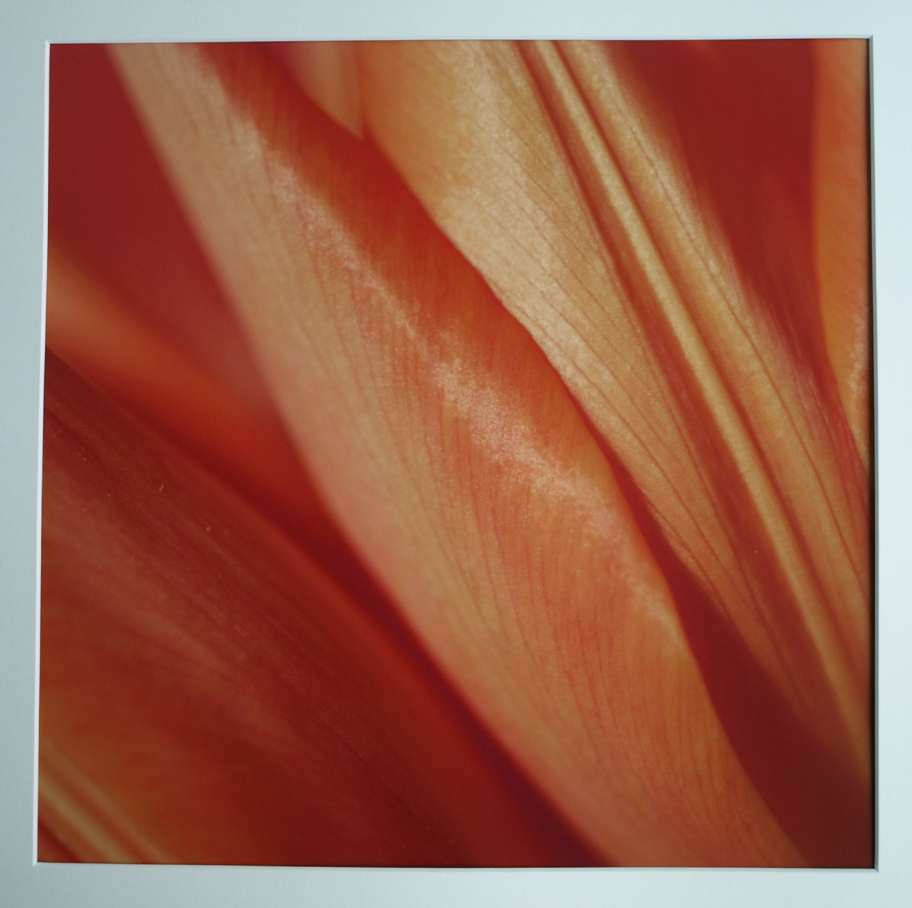 Niet of onleesbaar gesigneerd - Foto , Close-up – ingelijst  kopen? Bied vanaf 1!