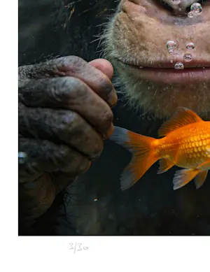 Mr Strange - De goudvis (II) kopen? Bied vanaf 80!