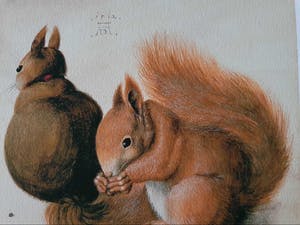 Albrecht Durer - Twee eekhoorns (op handgeschept papier) kopen? Bied vanaf 1!