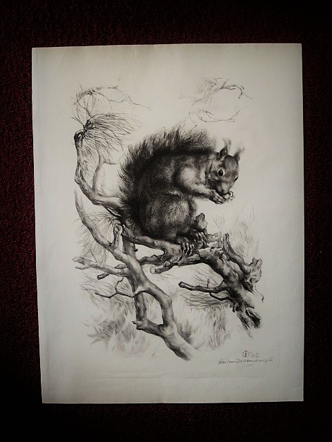 Aart van Dobbenburgh - Groot realistisch Litho "Eekhoorn op boomtak" gesigneerd 1962 kopen? Bied vanaf 1!
