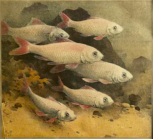 Jan Voerman - Goudwindes en Braziliaanse Maanvissen kopen? Bied vanaf 1!