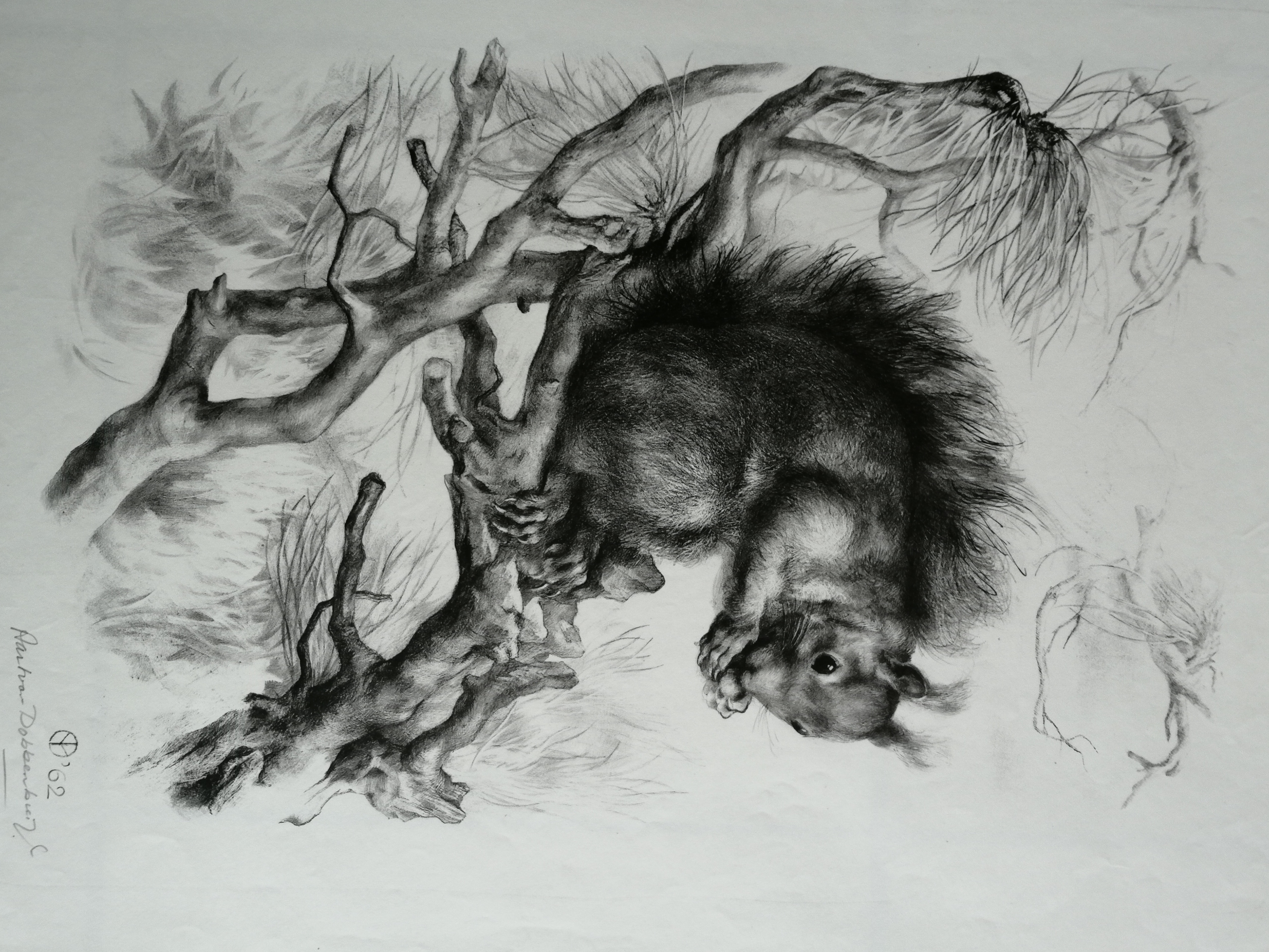 Aart van Dobbenburgh - Eekhoorn kopen? Bied vanaf 25!